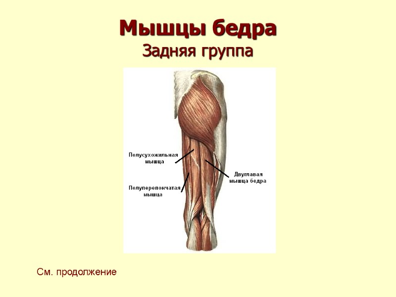 Мышцы бедра  Задняя группа См. продолжение